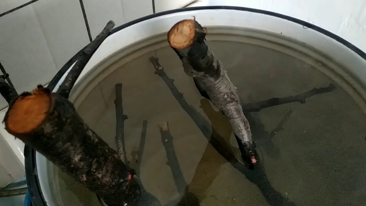 КОРЯГИ, как я готовлю коряги. вишня и виноград.