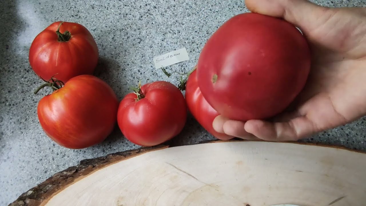 🍅Tomaten nach Sorten🍅der Vergleich 3 Sorten: Niburu, Soldaki und Zucker  Bulle(сахарный бизон)