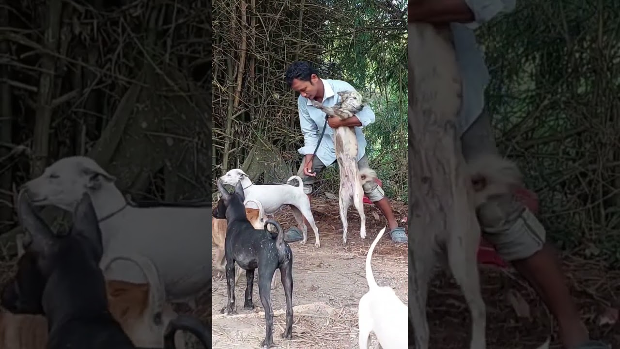 Prepare to breed dogs immediately
