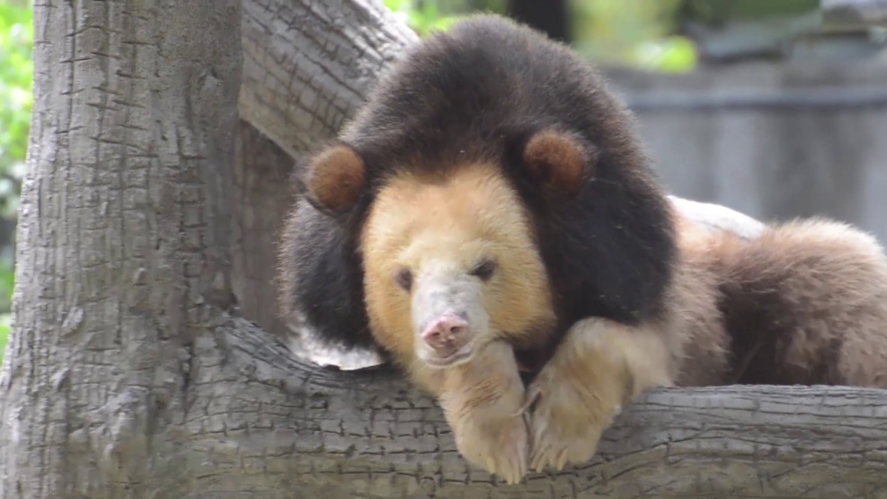 Arguably the world's most beautiful bear