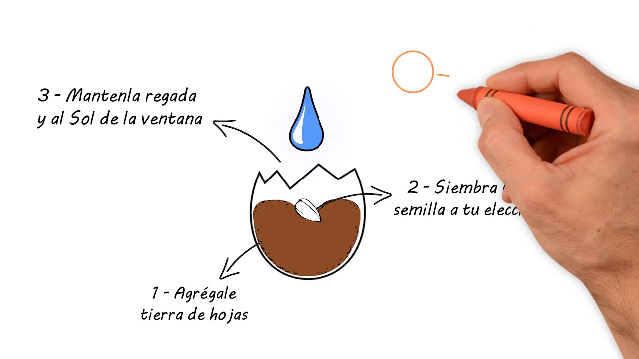 BioHuertos parte 1: Semilleros biodegradables con cáscaras de huevo