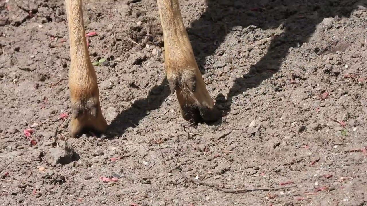 Die besonderen Hufe der Barasinghas   4K