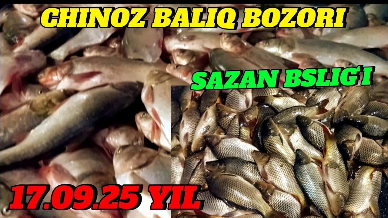CHINOZ BALIQ BOZORI 🐟🐟