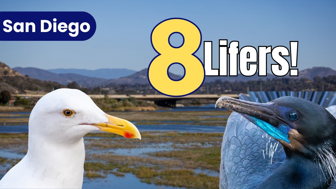 Chasing Lifers in San Diego | La Jolla, San Elijo + More