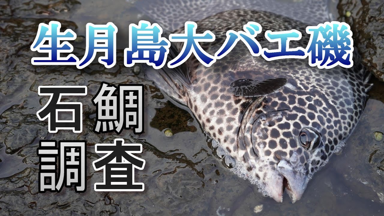 R5.7.11.長崎県 生月島 石鯛調査 The moon is alive, an island where you can feel it
