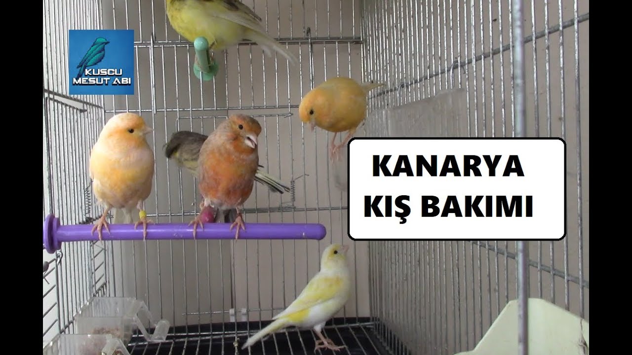 Kanaryalar İçin Kış Bakımı Nasıl Olmalı ?