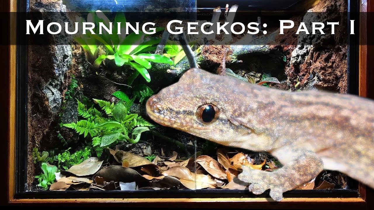 Bioactive Mourning Gecko Setup Part I: DIY Wooden Vivarium