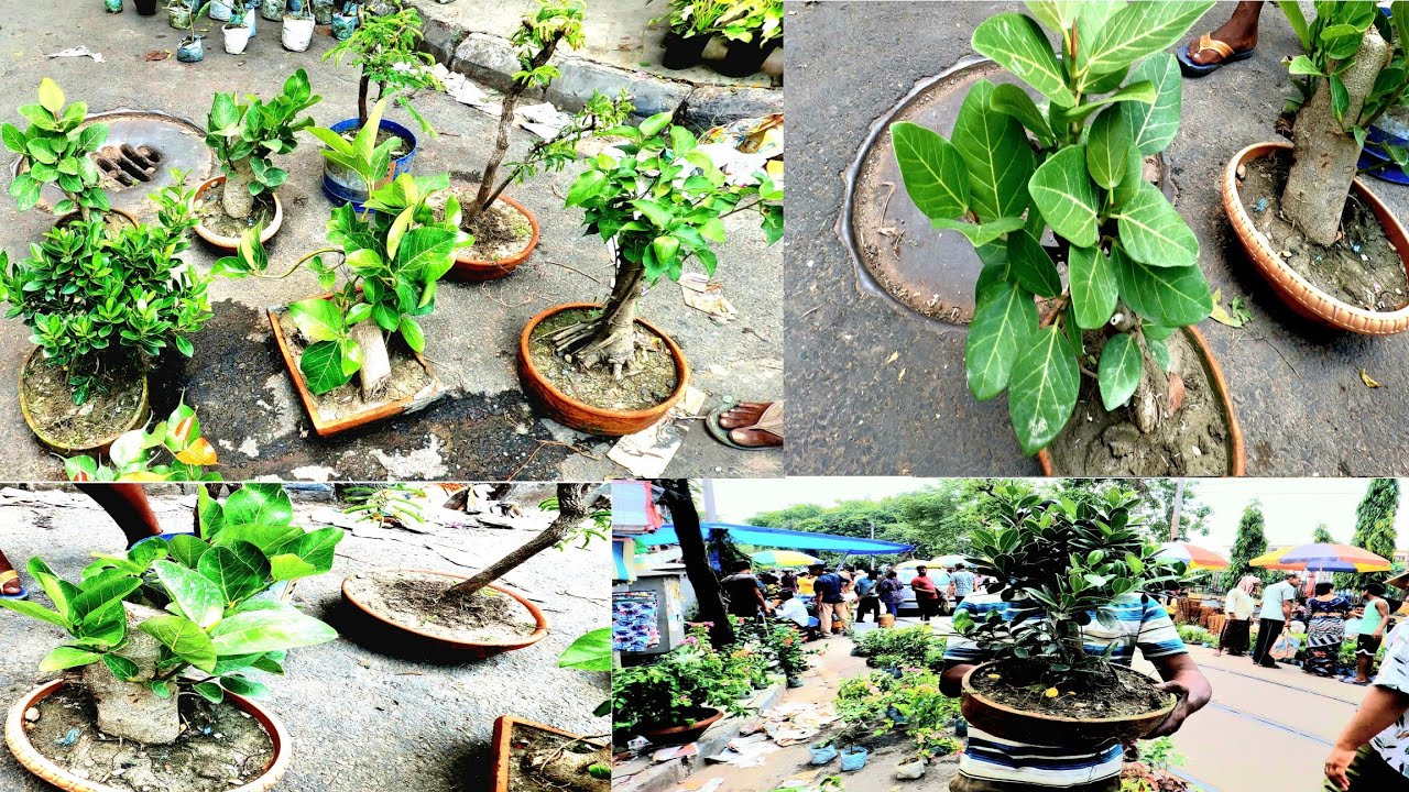 বনসাই গাছ পাইকারি দামে || BONSAI Tree 🌳 in Wholesale Price || @darwinalivesindia7329
