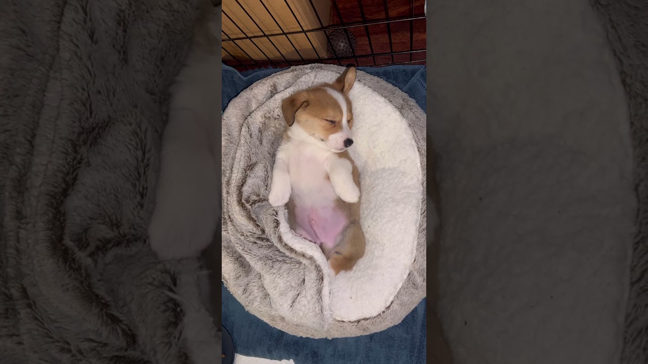 Silly Corgi Sleeping on Her Back #shorts #corgi #corgis