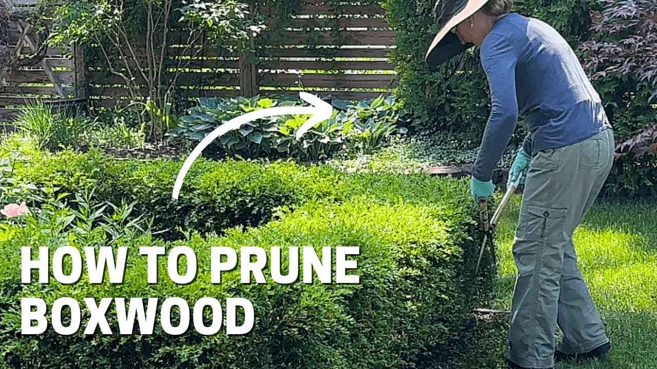 Why I Prefer Manual Pruners: Boxwood Pruning and Pest Management Tips