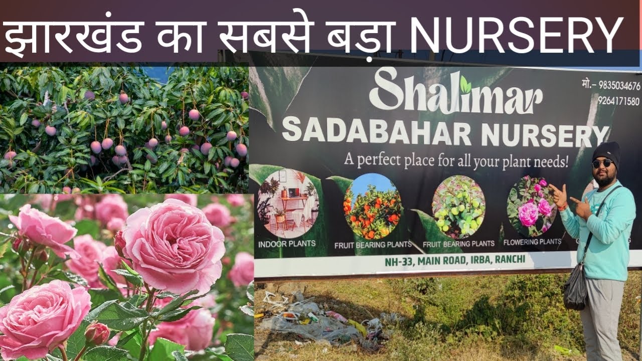 #झारखंड का सबसे बड़ा NURSERY# Plant Wholesaler # BLACK MANGO PLANT -2500.