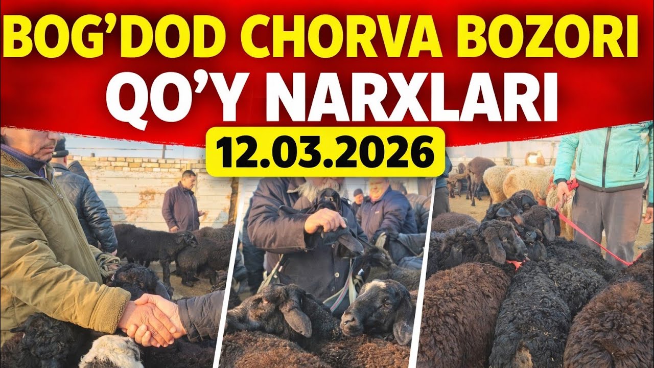 BOGʻDOD CHORVA BOZORI QOʻY NARXLARI 12.03.2026✅️✅️✅️✅️