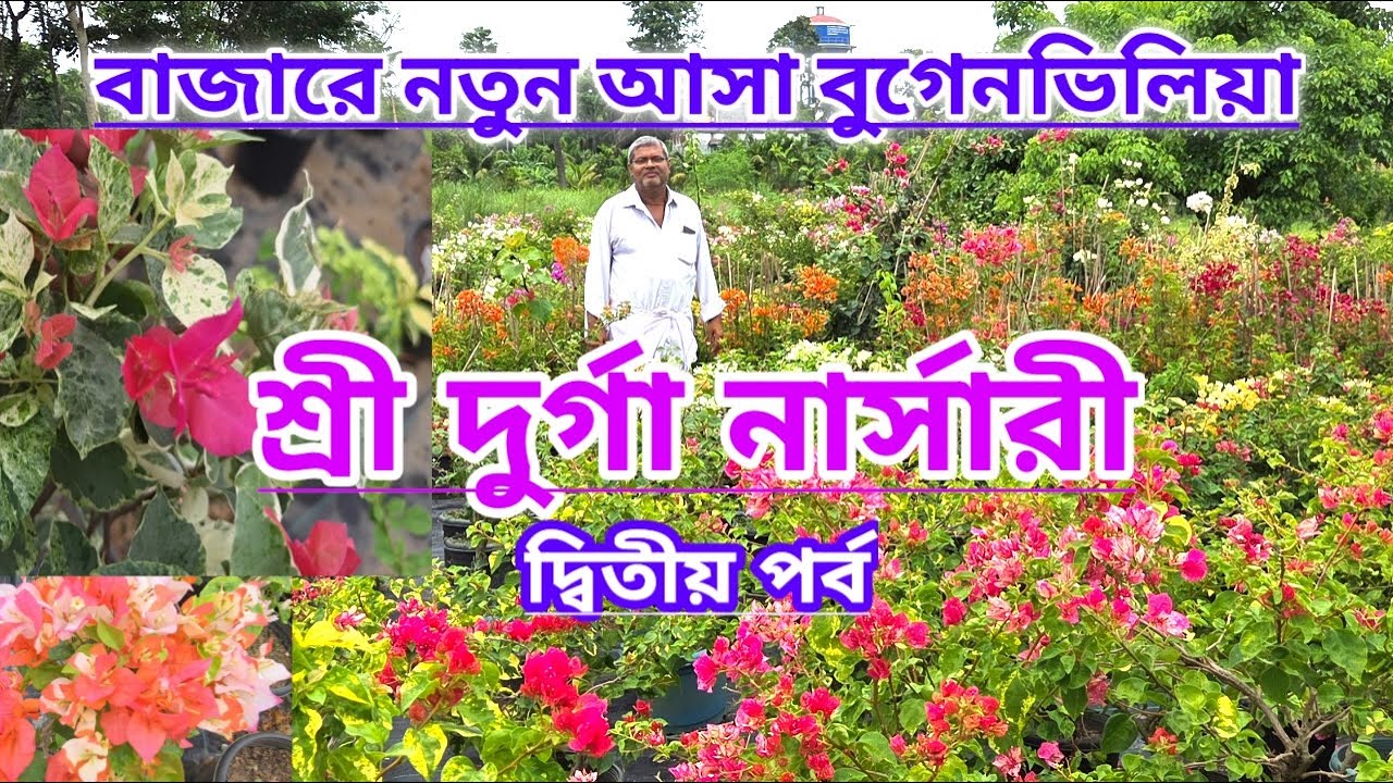 বাজারে নতুন জাতের বুগেনভিলিয়া শ্রী দুর্গা নার্সারিতে||দ্বিতীয় পর্ব||New Bougainvillea||Second Part||