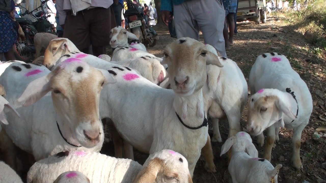 Only 4000 Pure breed of Bandur sheep available