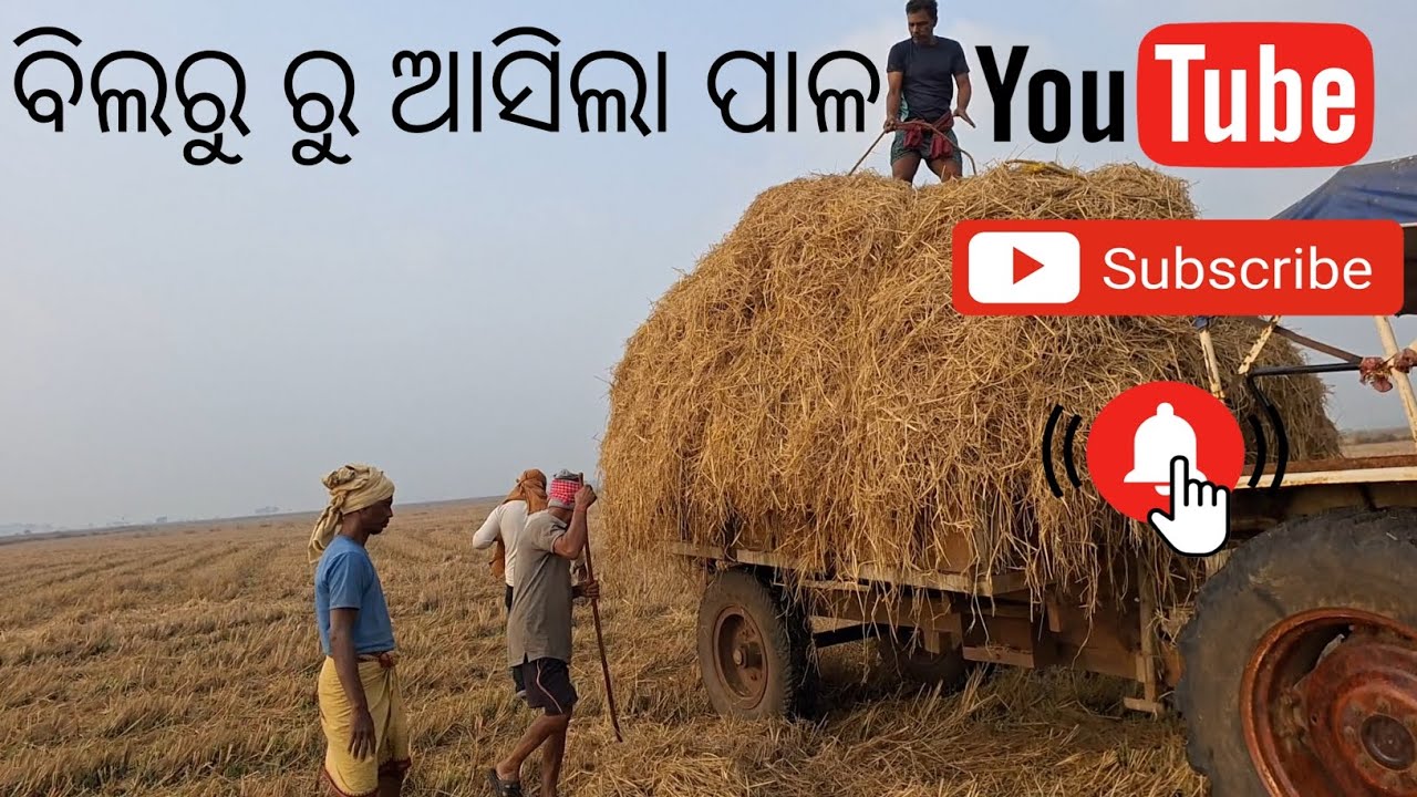 ବିଲରୁ ଆସିଲା ପାଳ||bilaru asilaa pala😊😍
