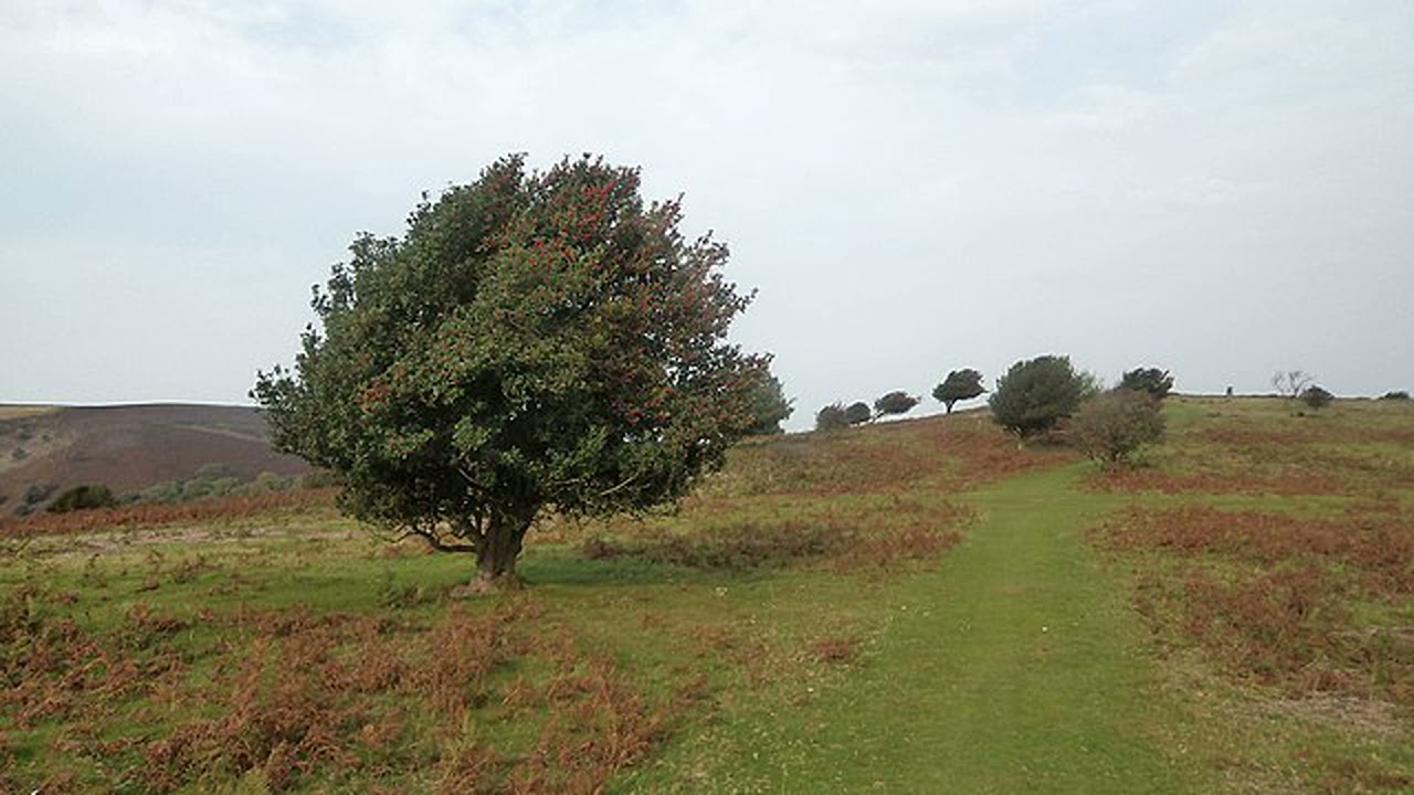 6 native British trees for small and average sized gardens