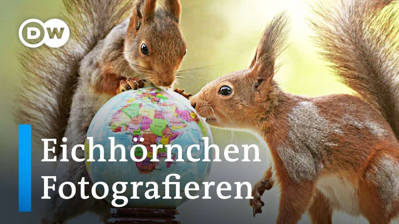 Eichhörnchen als Fotomotiv | Euromaxx
