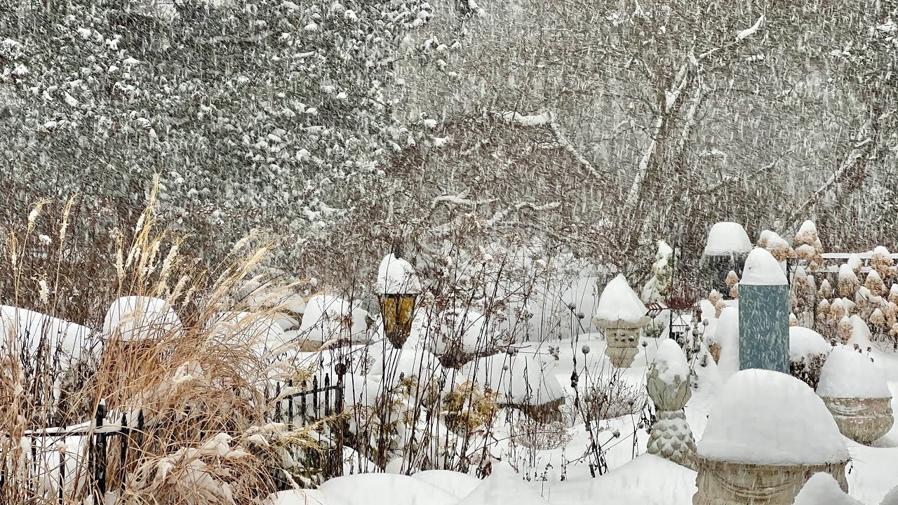Beauties in The Snow Storm (1/25/2026)