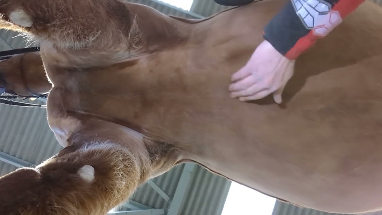 The Impact of Girthing on Horses Locomotion