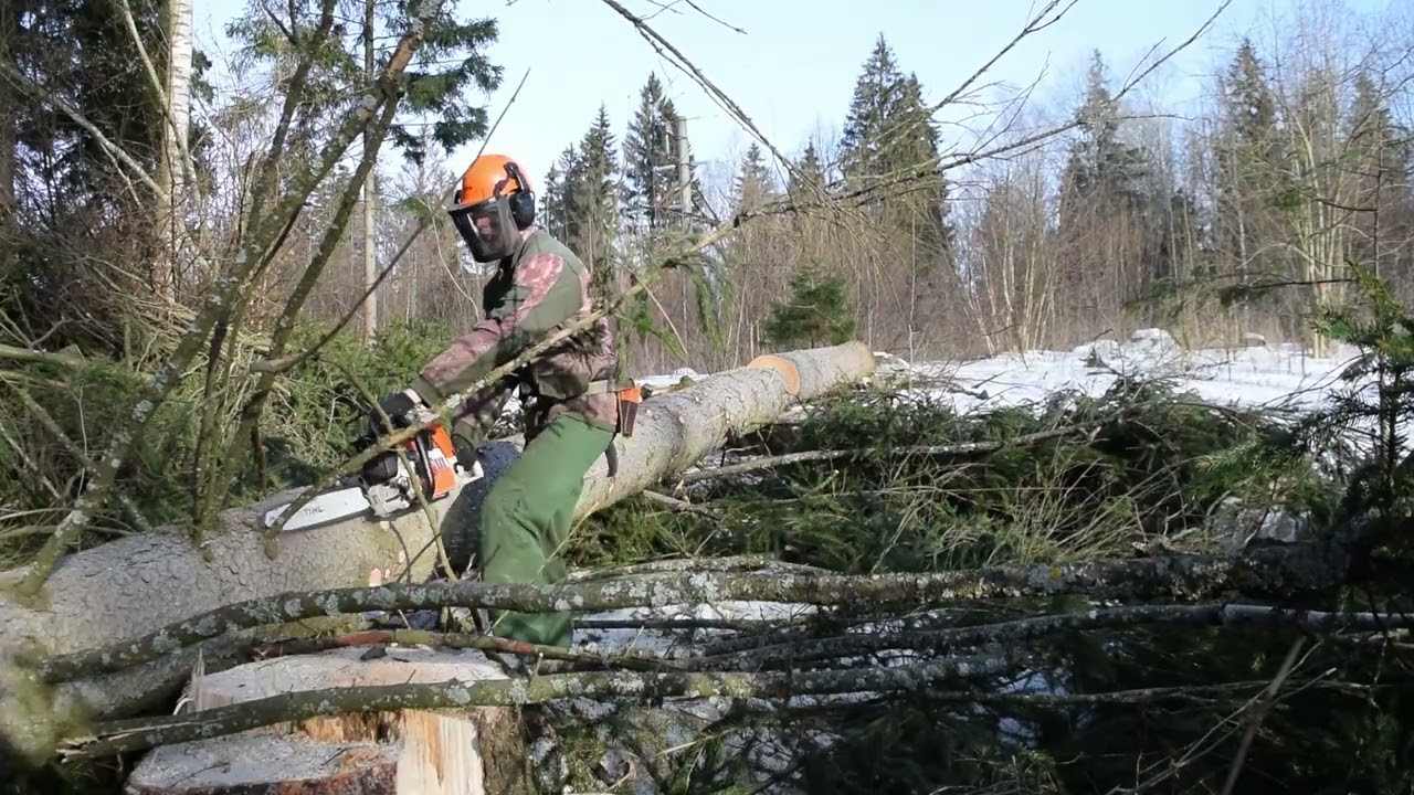 Опасная работа в лесу. Ошибка при валке леса. Stihl ms 361.