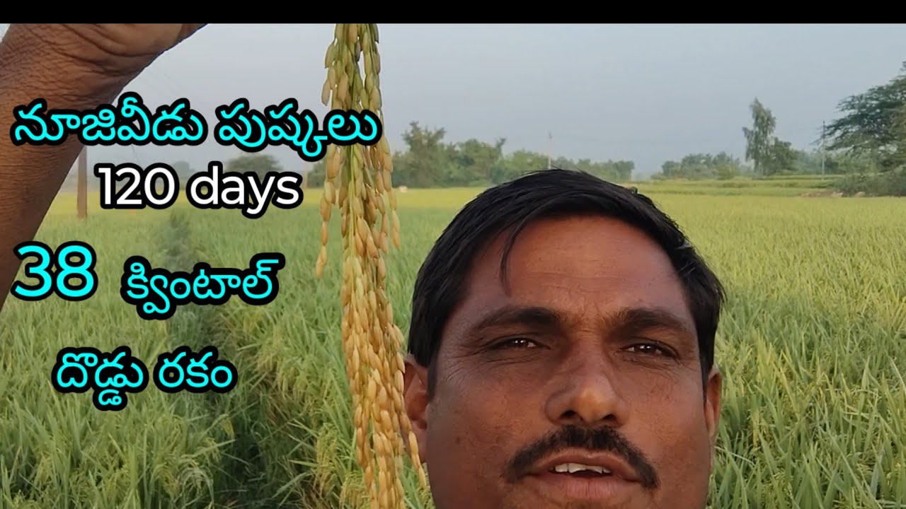 నూజివీడు పుష్కల్  దొడ్డు రకం