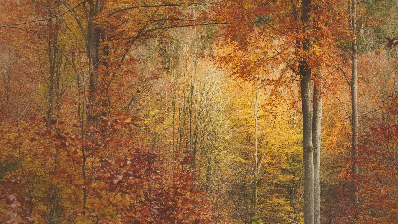 🌳 4K - Relaxing Nature Sounds For Stress Relief, Forest Sounds, Bird Song, No AI