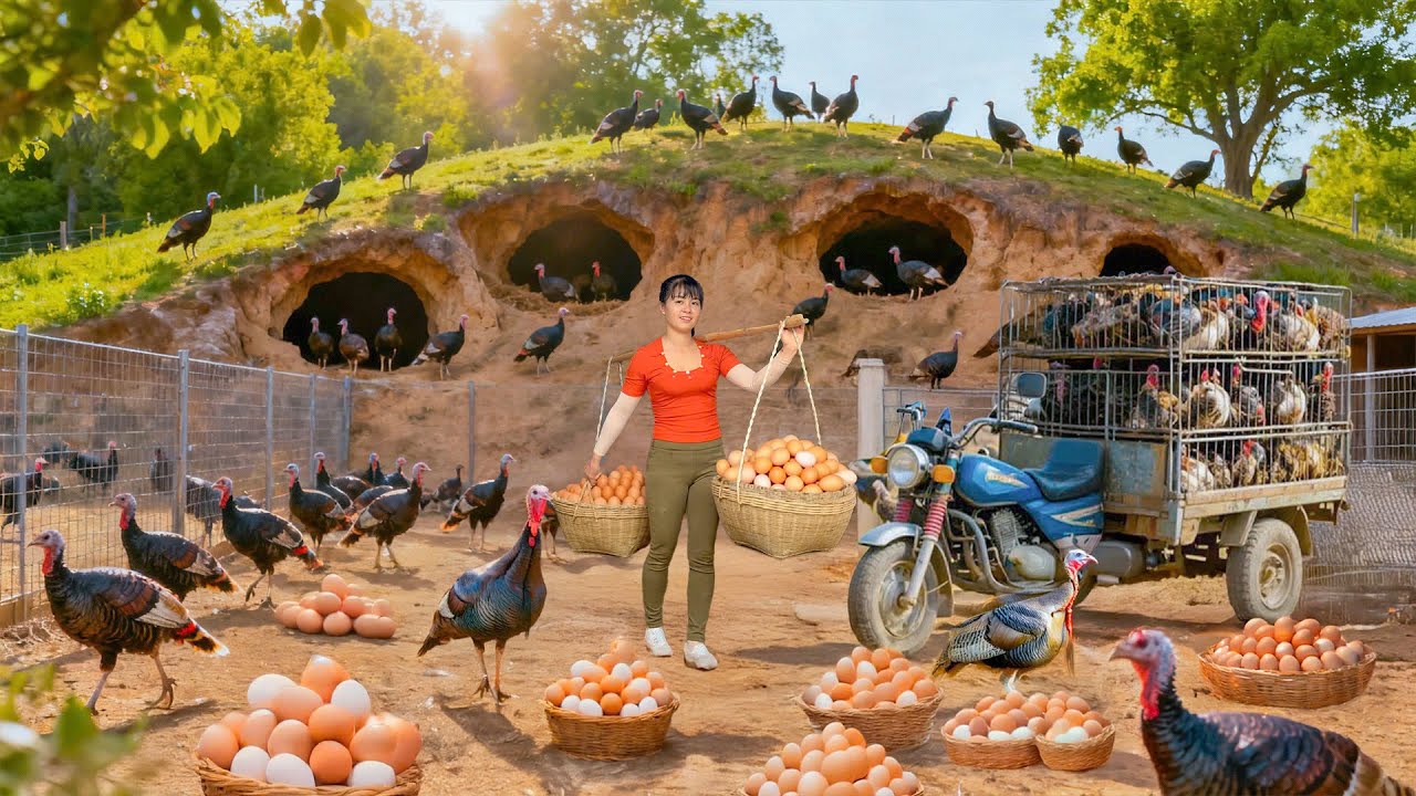 Harvesting 1000+ Giant Chickens After 588 Days - Selling Eggs at Market with 3-Wheel Truck