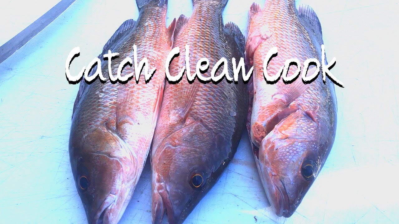 How to catch Mangrove Snapper | Catch Clean Cook