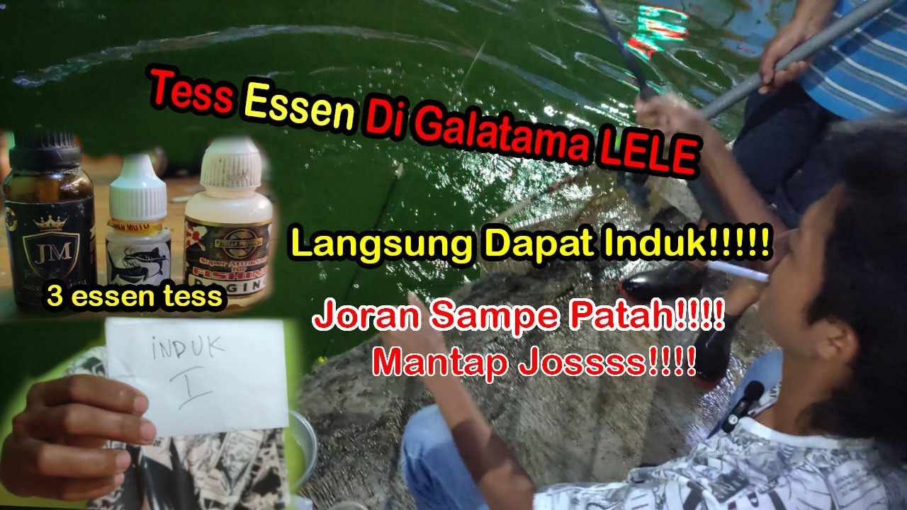 TES ESSEN DI GALATAMA LELE LANGSUNG DAPAT INDUK!!!!