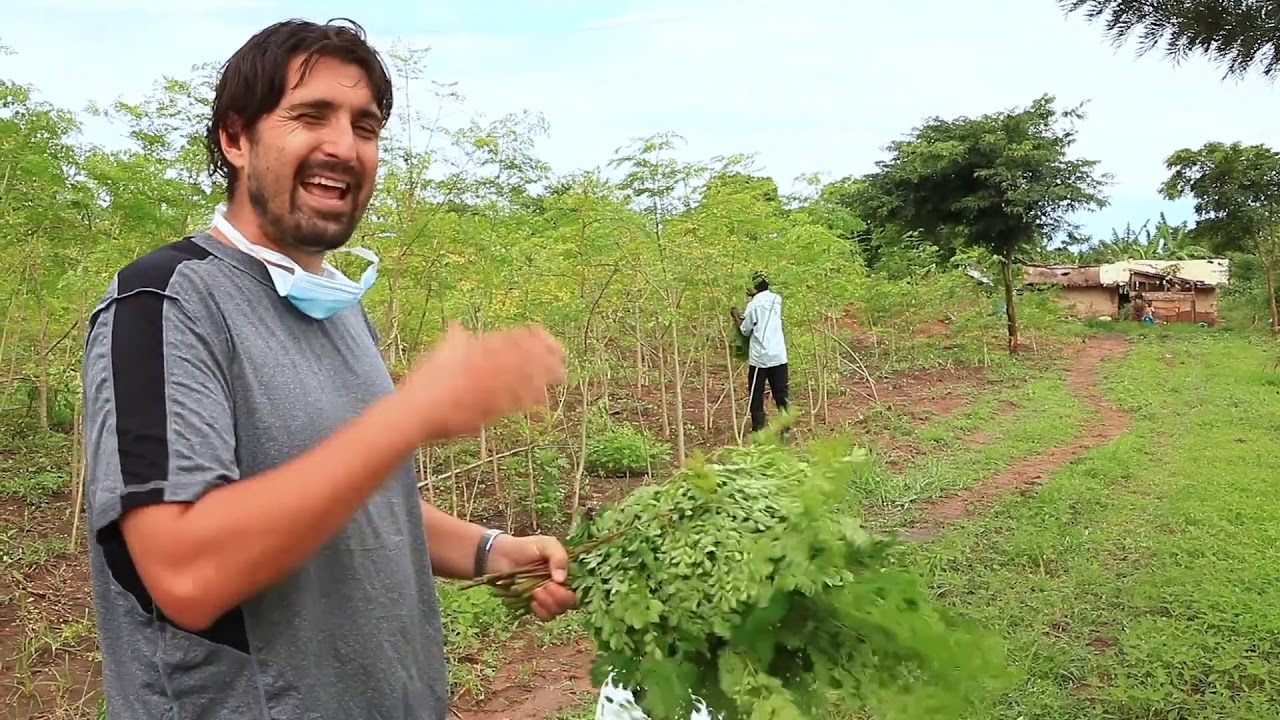 PRICELESS FARMS: Moringa Fields Walk-About - Oct-2019