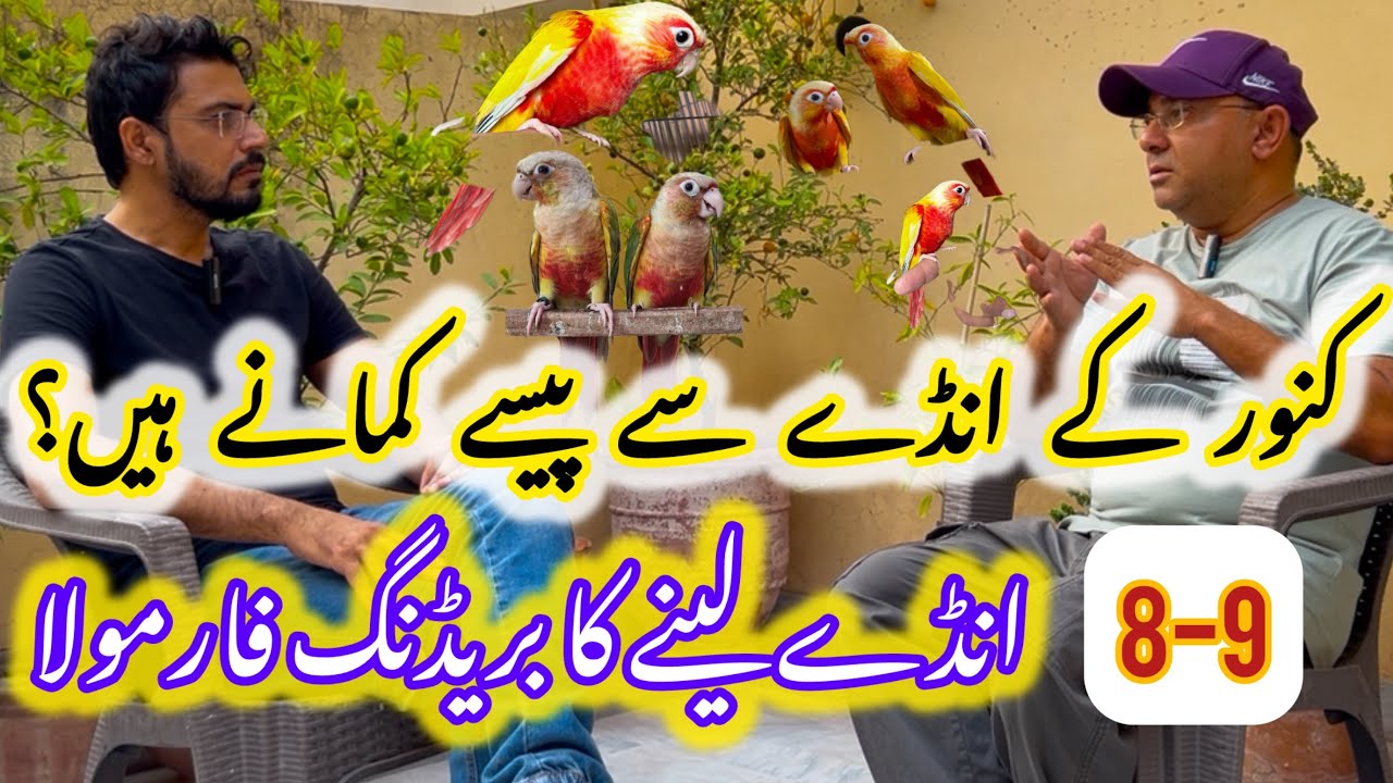 Chota Conure complete breeding Formula