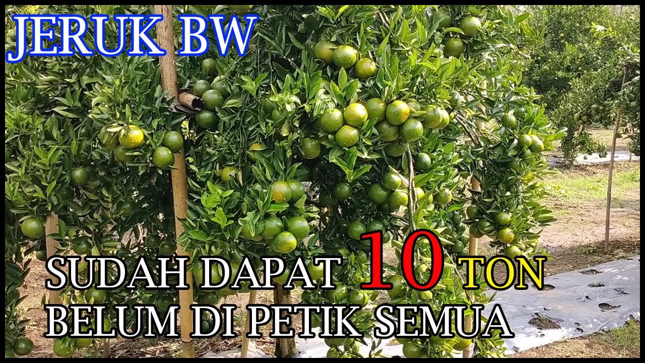 Panen JerukBW PetaniSukses Tanikreatif