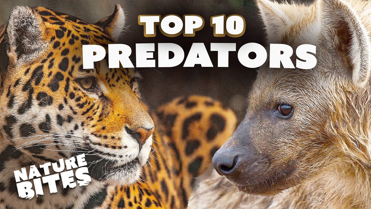 Nature's Fiercest Hunters Unveiled: Top 10 Predators | Nature Bites