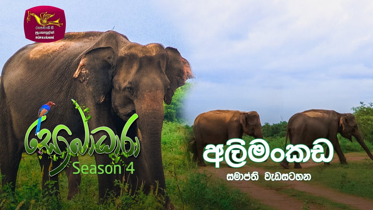 Sobadhara - Sri Lanka Wildlife Documentary | 2021-12-31 | සමාප්ති වැඩසටහන| Elephant-pass - (අලිමංකඩ)