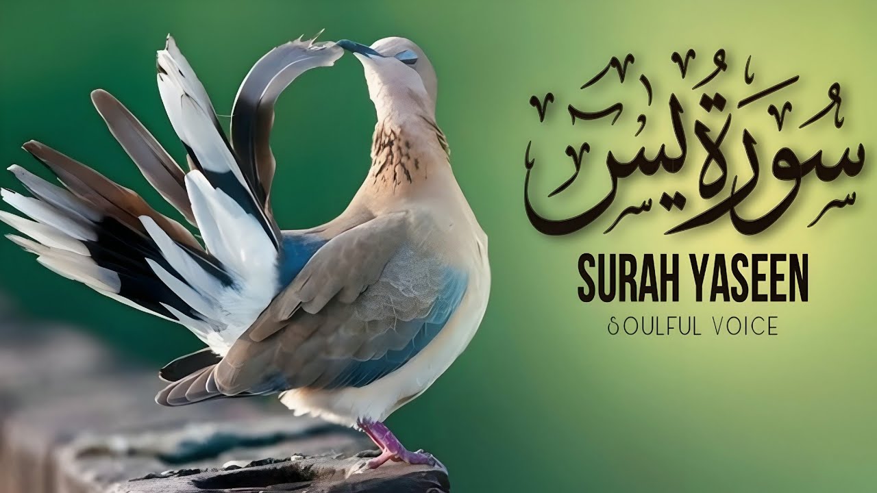 Surah yasen (Full Arabic Recitation) |peaceful voice by Qari Ala'a Aqel 