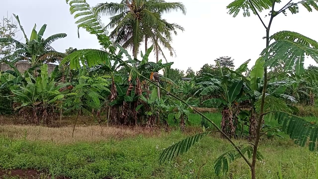 Cara melatih pikat burung kutilang untuk pikat ranting agar terbiasa!