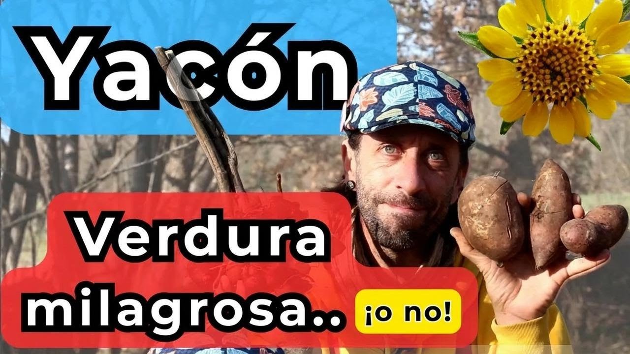 Todo sobre el yacón, el tubérculo milagroso que da cosechas impresionantes