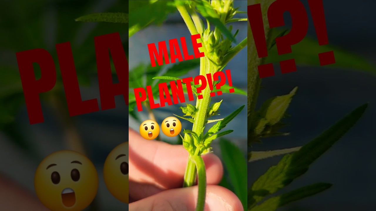 Spot Male Cannabis Plant FAST: Pre-Flowers & Stamen in 1 Min! 🌱
