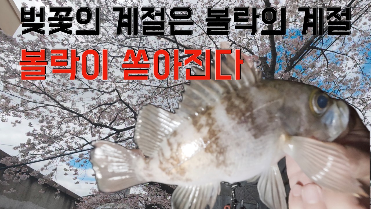 사이즈 볼락이 쏟아진다!! 역대급 볼락 조황:왕사미 프로젝트 1탄(2026.04.01.)