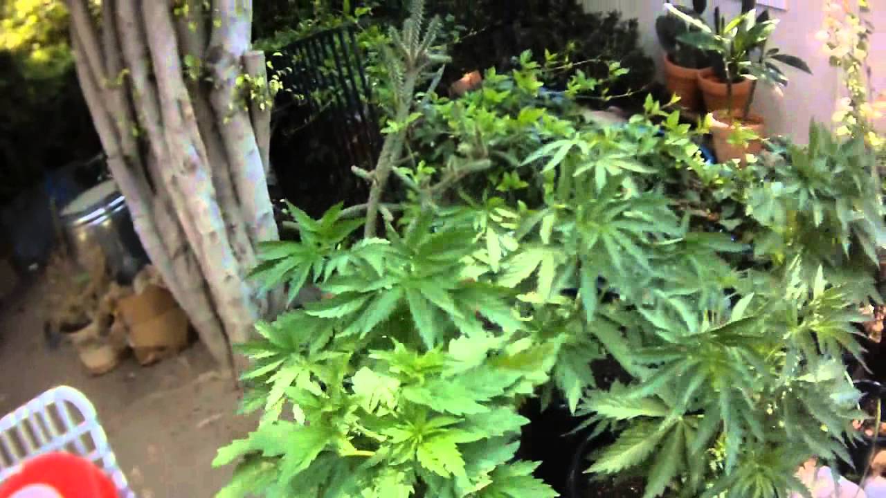 Outdoor Cannabis Grow: Day 36 