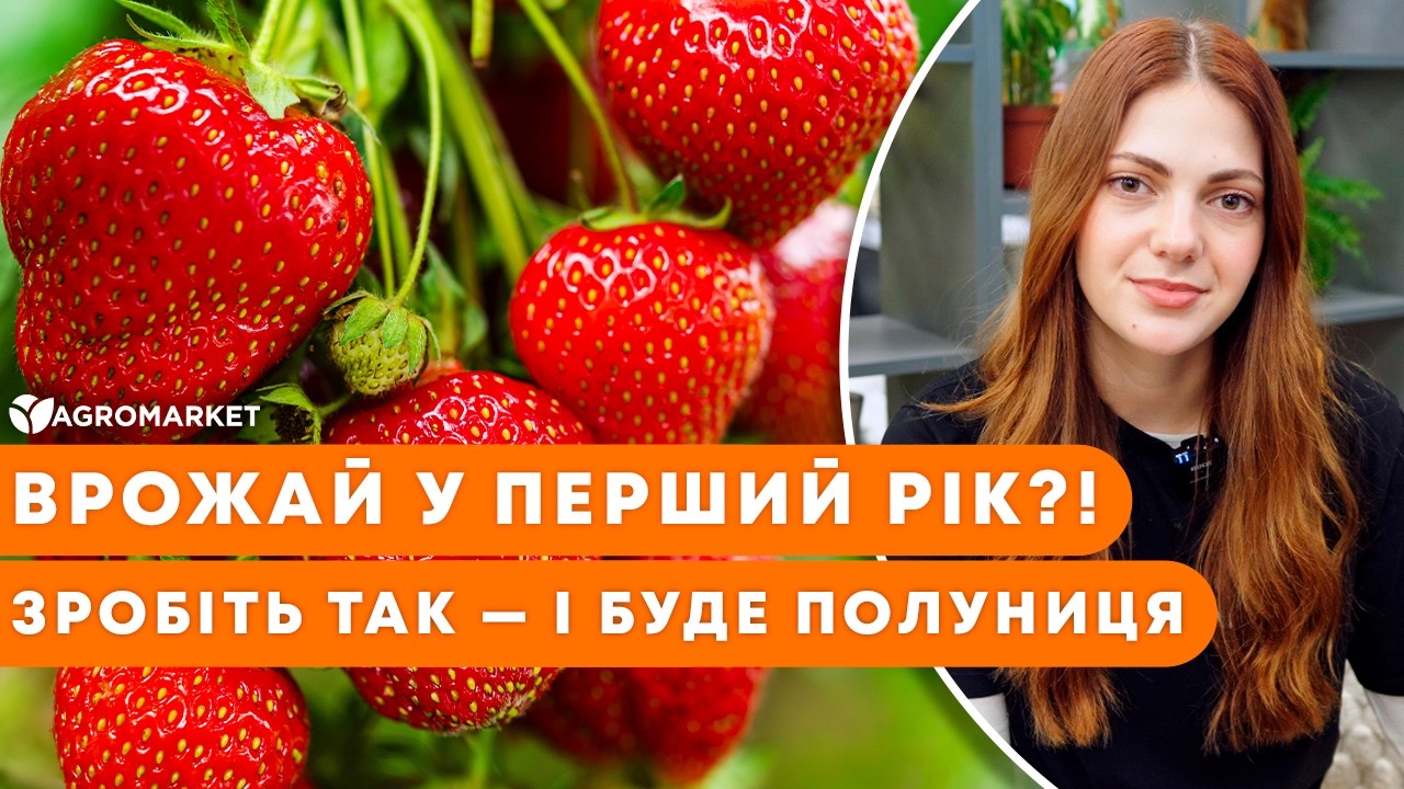 🍓 ПОЛУНИЦЯ: ВРОЖАЙ У ПЕРШИЙ РІК ПОСАДКИ | Що потрібно знати | Agro-Market.ua