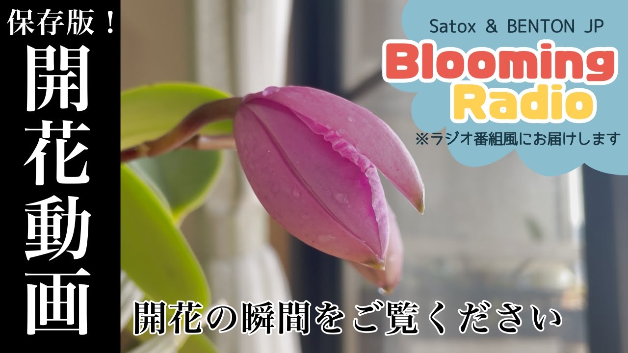 保存版！ワルケリアナの開花動画