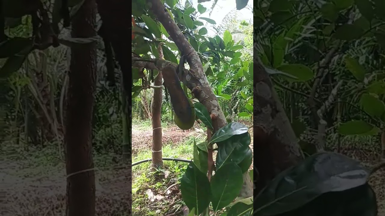 #jackfruit #keralafarming