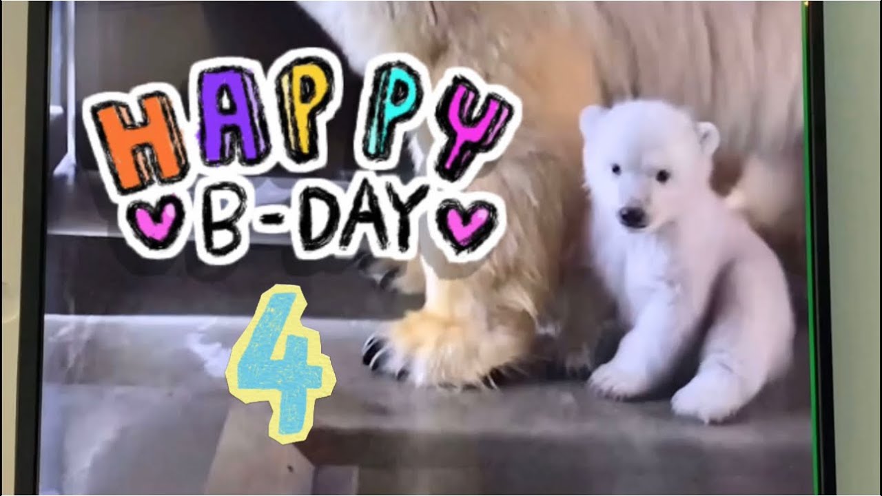 1日遅れのHAPPY BIRTHDAY🎂東山動植物園のホッキョクグマ·ᴥ·フブキ