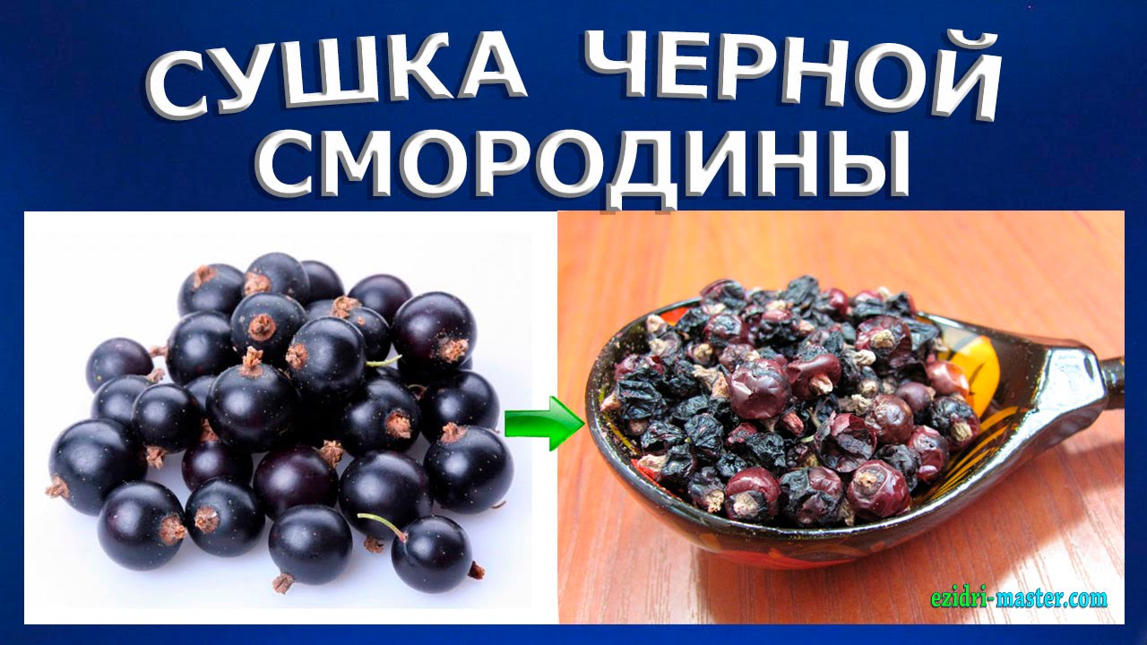 Сушка смородины – 5 кг.
