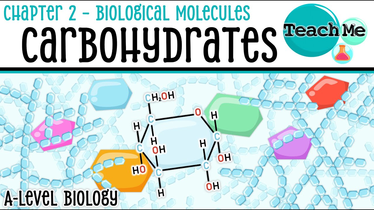 Chapter 2 | Carbohydrates | Cambridge AS & A Level Biology (9700)