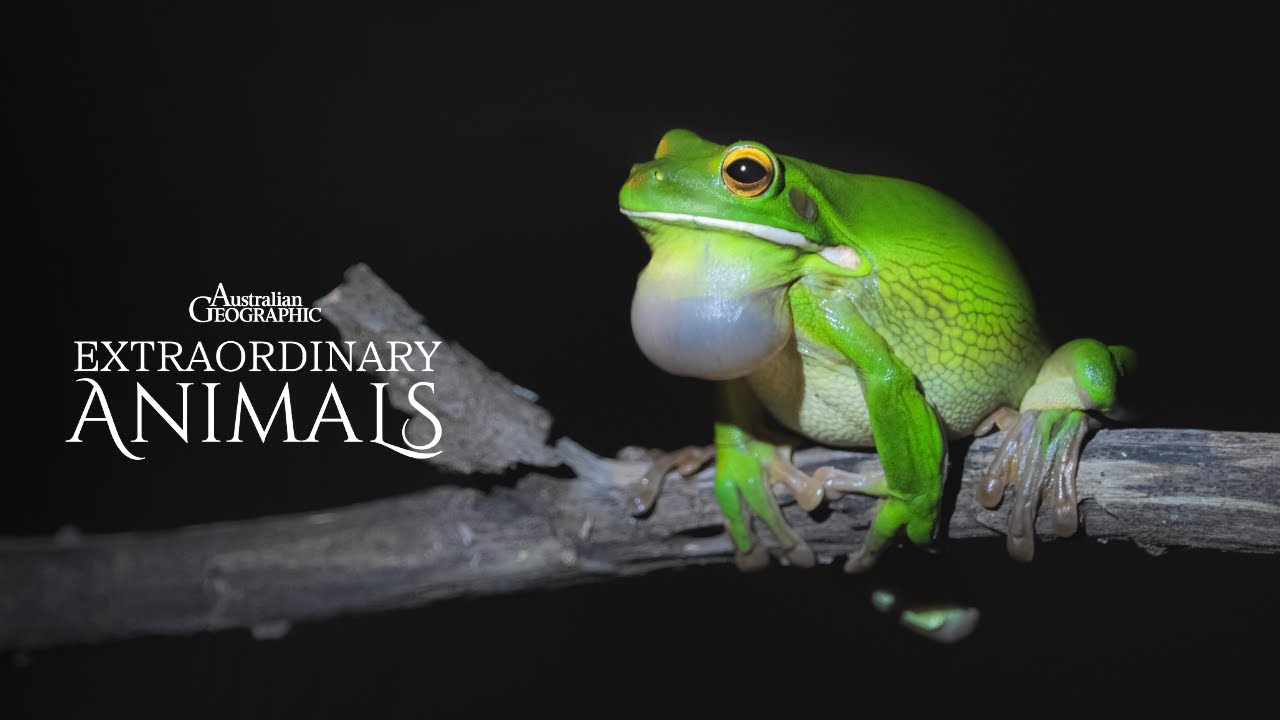 Frogs Eating Bats!? | Extraordinary Animals
