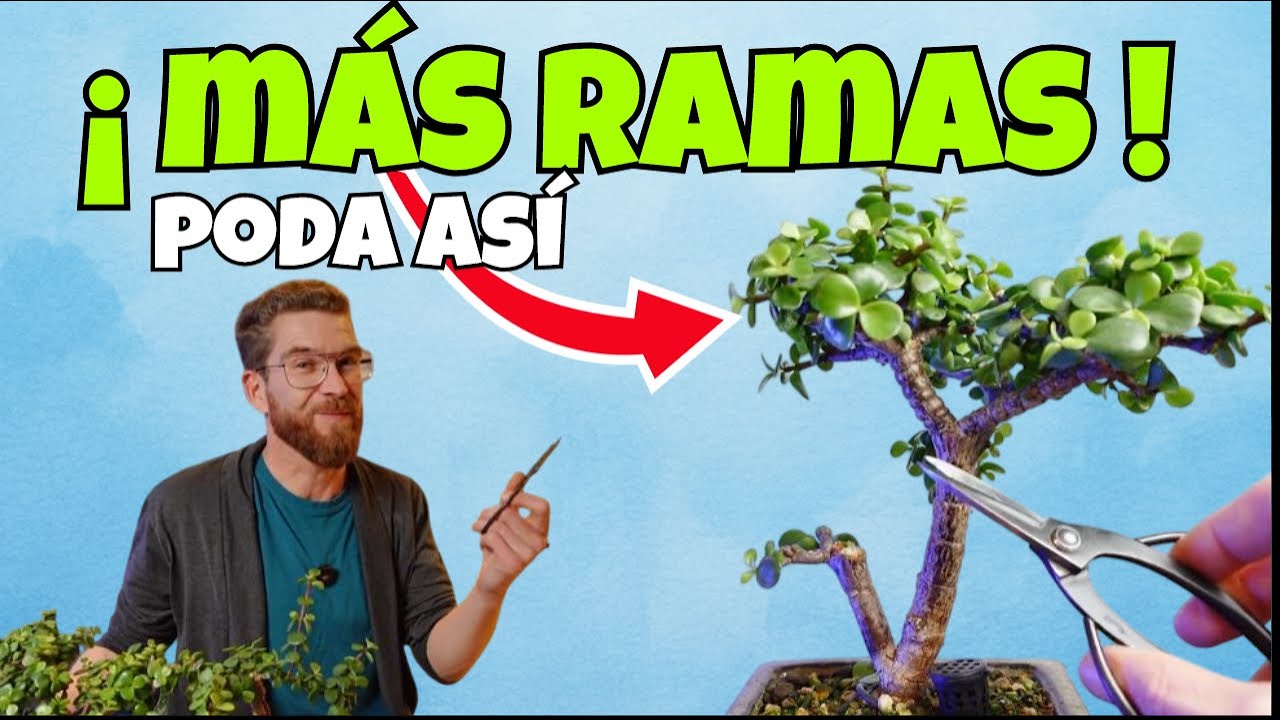 Este corte hace que la Portulacaria afra saque más ramas