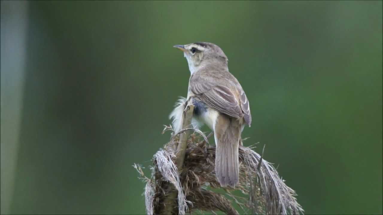 Acrocephalus bistrigiceps コヨシキリ