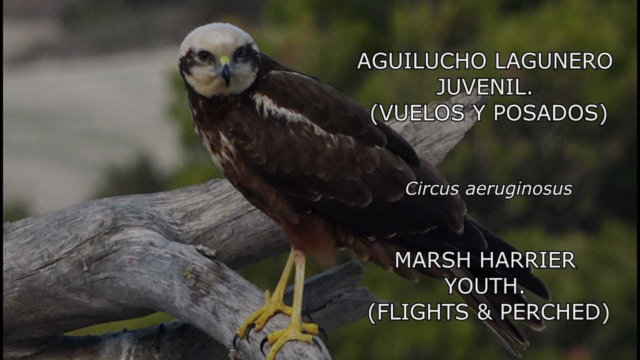 JOVEN AGUILUCHO LAGUNERO OCCIDENTAL// YOUTH OCCIDENTAL MARSH HARRIER